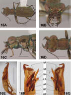 Image of Brasiella (Brasiella) youngi Acciavatti 2011