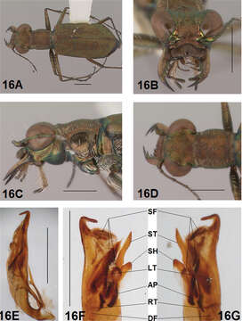 Image of Brasiella (Brasiella) youngi Acciavatti 2011