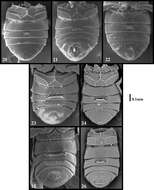 Image of Oropodes tongva Chandler & Caterino 2011