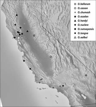 Image of Oropodes tongva Chandler & Caterino 2011