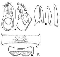 Image of Oropodes tipai Chandler & Caterino 2011