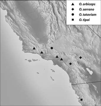 Image of Oropodes tipai Chandler & Caterino 2011