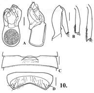 Image of Oropodes aalbui Chandler & Caterino 2011