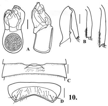 Image of Oropodes aalbui Chandler & Caterino 2011