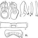 Image of Oropodes bellorum Chandler & Caterino 2011