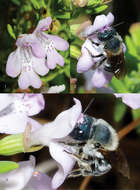 Image of Osmia (Melanosmia) calaminthae Rightmyer, Ascher & Griswold