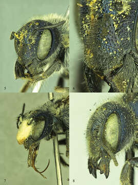 Image of Osmia (Melanosmia) calaminthae Rightmyer, Ascher & Griswold