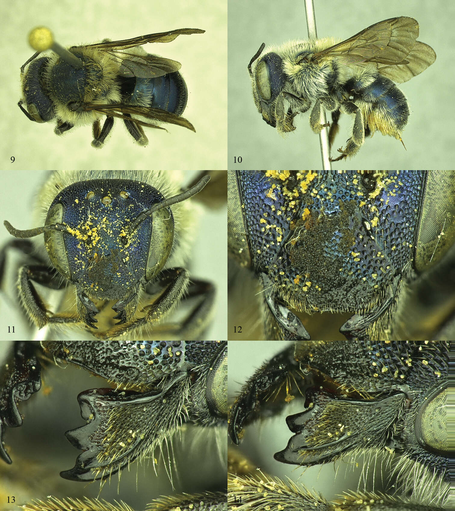 Image of Osmia (Melanosmia) calaminthae Rightmyer, Ascher & Griswold