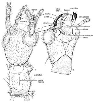 Image of Kumarembia