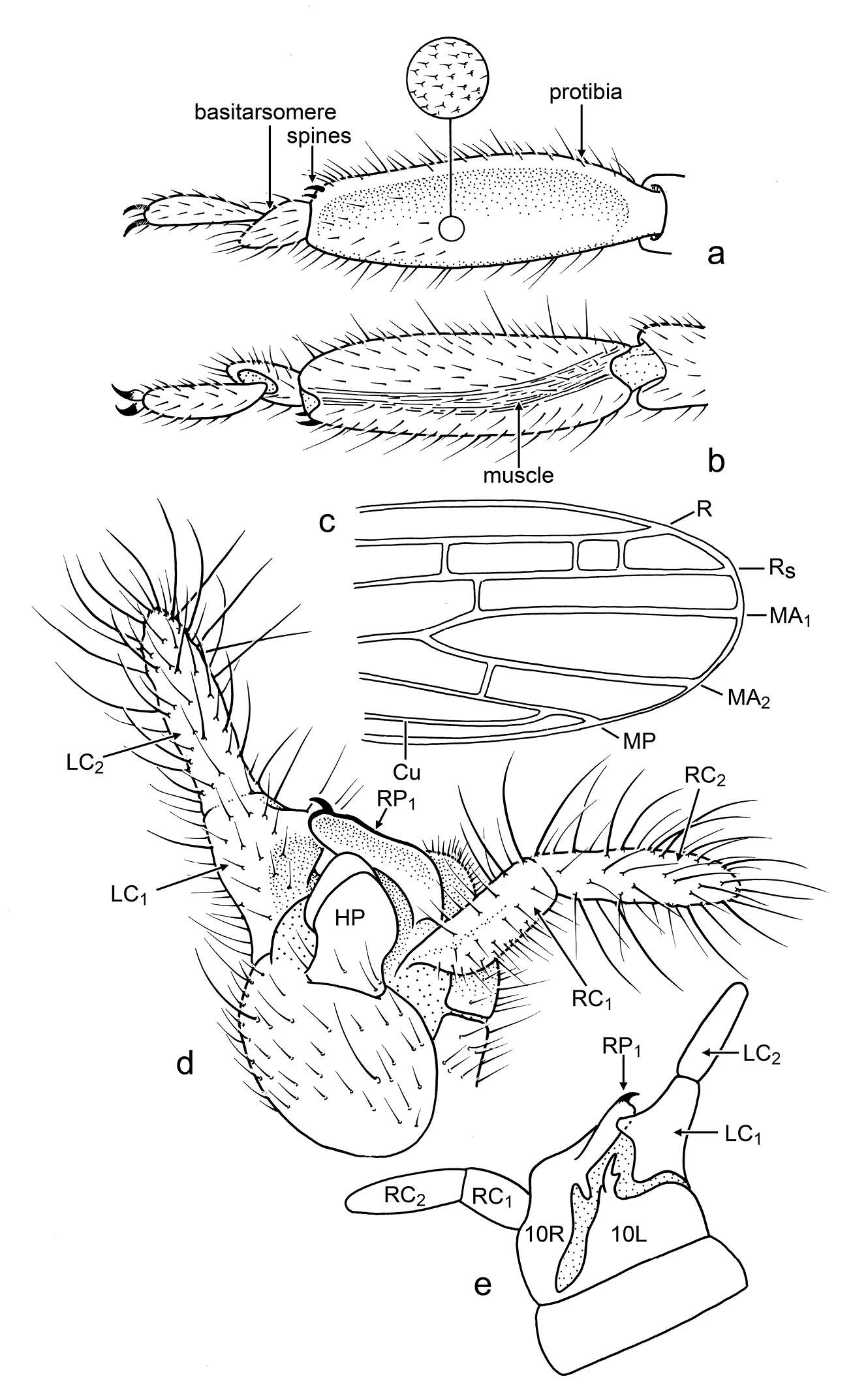 Image of Scelembiidae