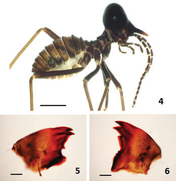 Image of Hospitalitermes