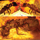 Image de <i>Prostylotermes kamboja</i> Engel & Grimaldi 2011