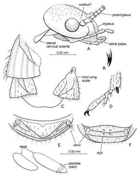 Image of Prostylotermes