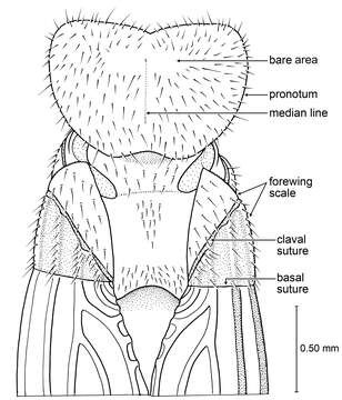 صورة Zophotermes