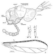 Image of Nanotermes