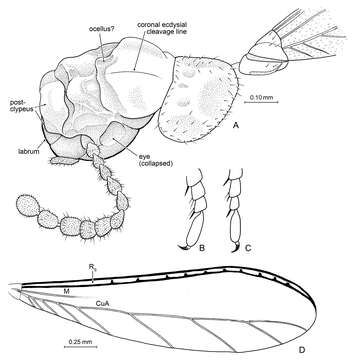 Image of Nanotermes