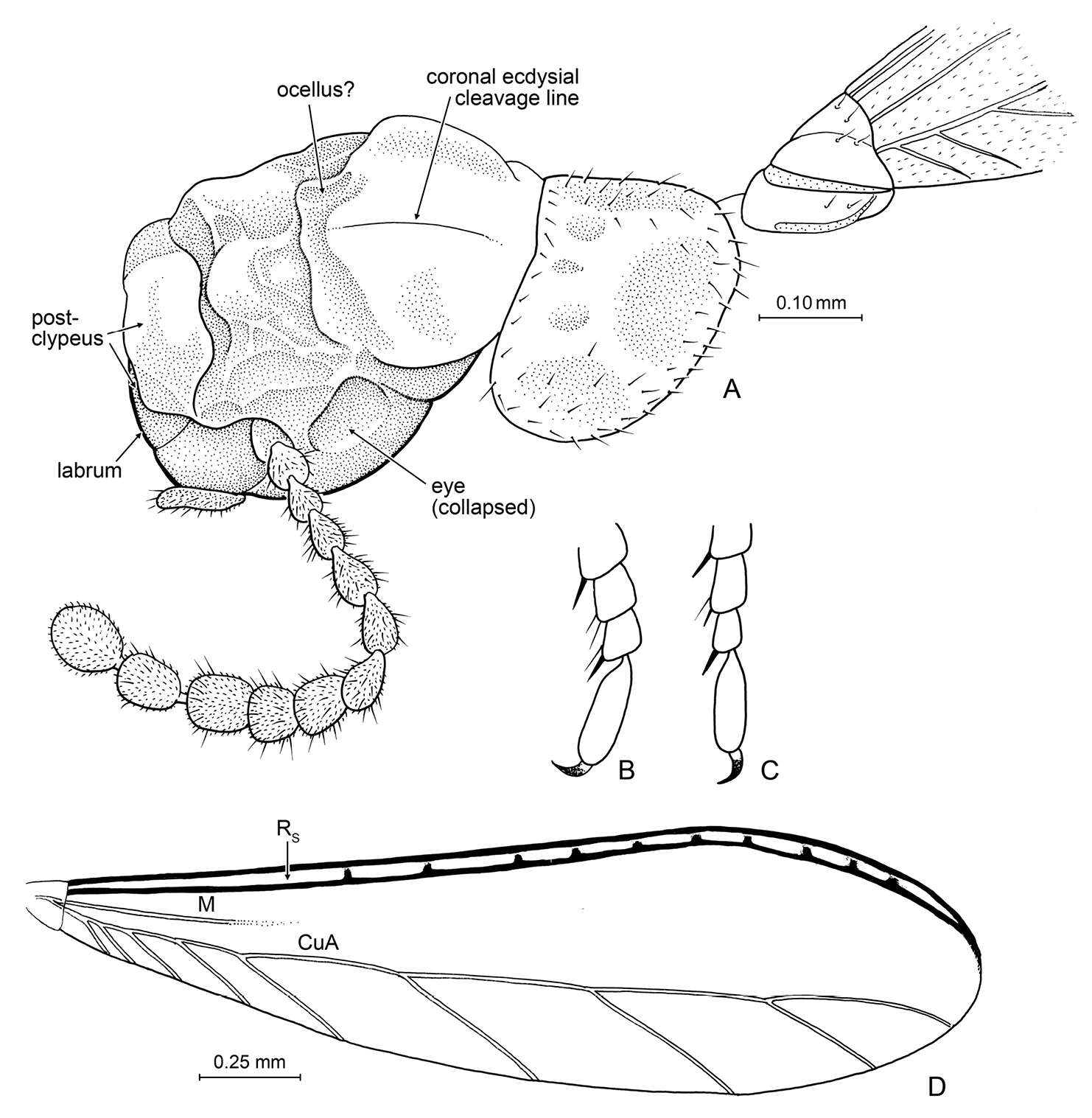 Image of Nanotermes