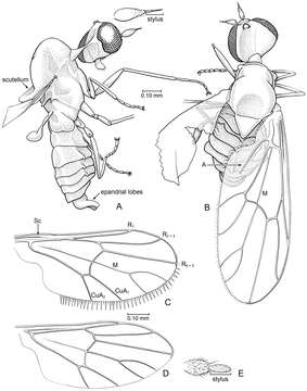 Image of micro bee flies