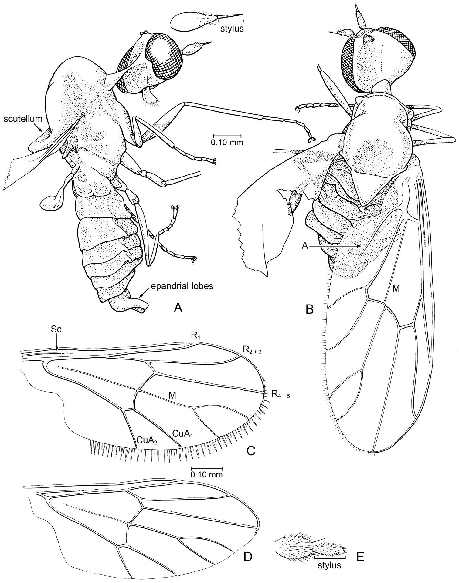 Image of Microburmyia veanalvena Grimaldi & Cumming