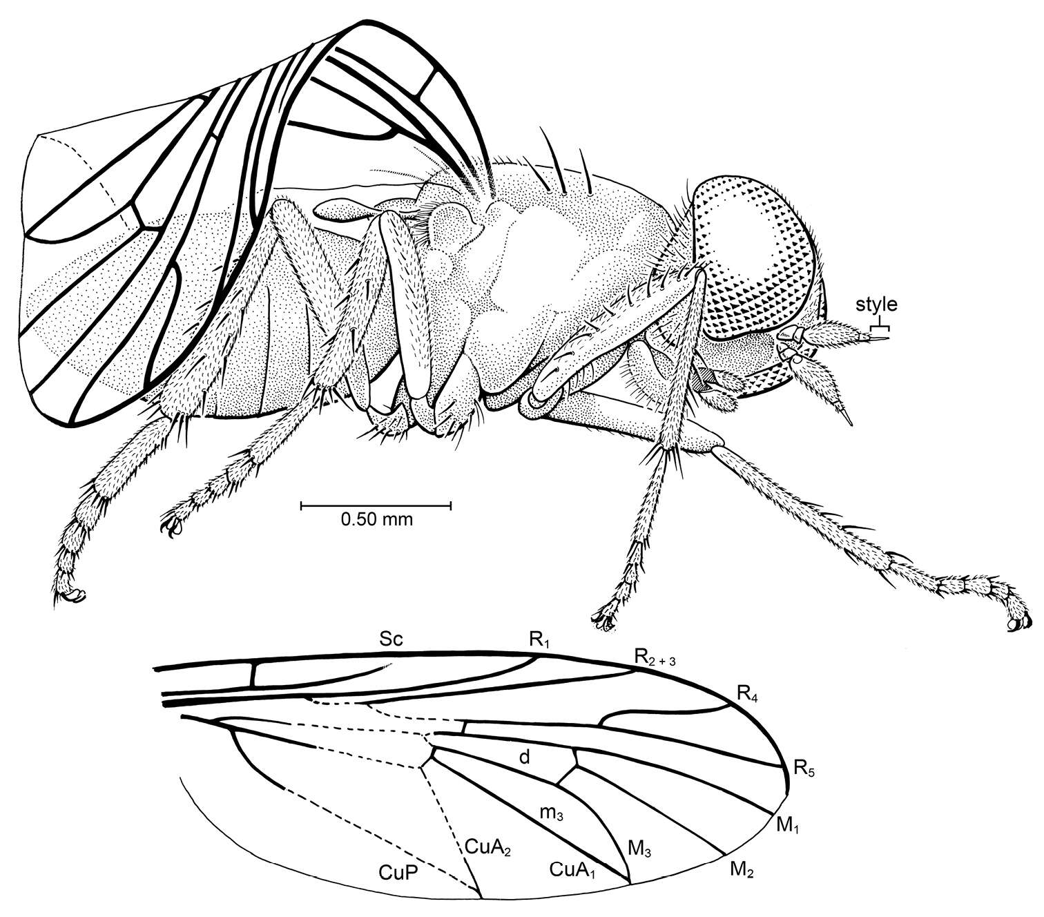 Image of Apsilocephalidae