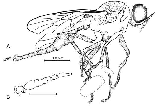 Image of Lysistrata emerita Grimaldi & Arillo