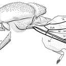 Image de Cretoxyla azari Grimaldi & Cumming