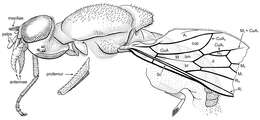 Image de Xylomyiidae