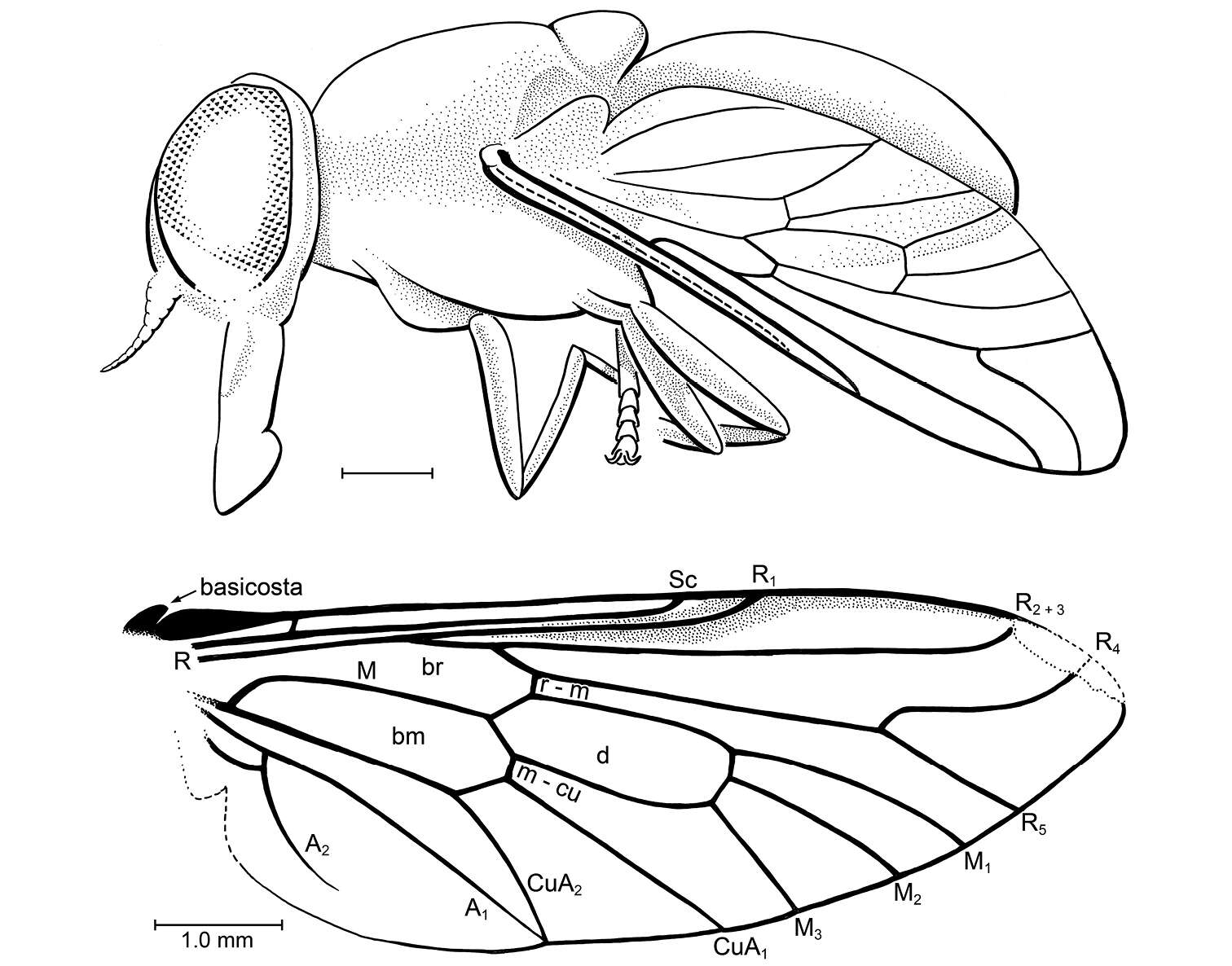 Image de Cratotabanus newjerseyensis Grimaldi