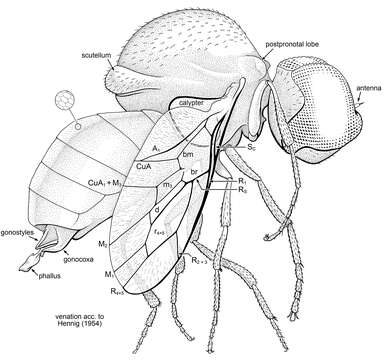 Image of Schlingeromyia minuta Grimaldi & Hauser