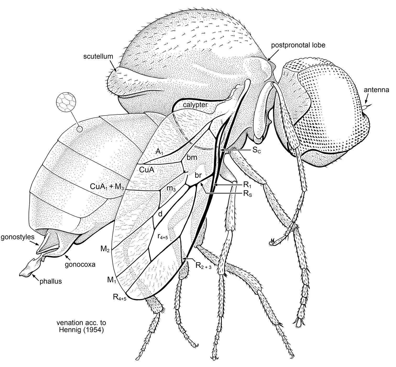 Image of Schlingeromyia minuta Grimaldi & Hauser