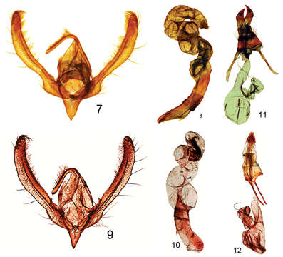 Sivun Heliothinae kuva