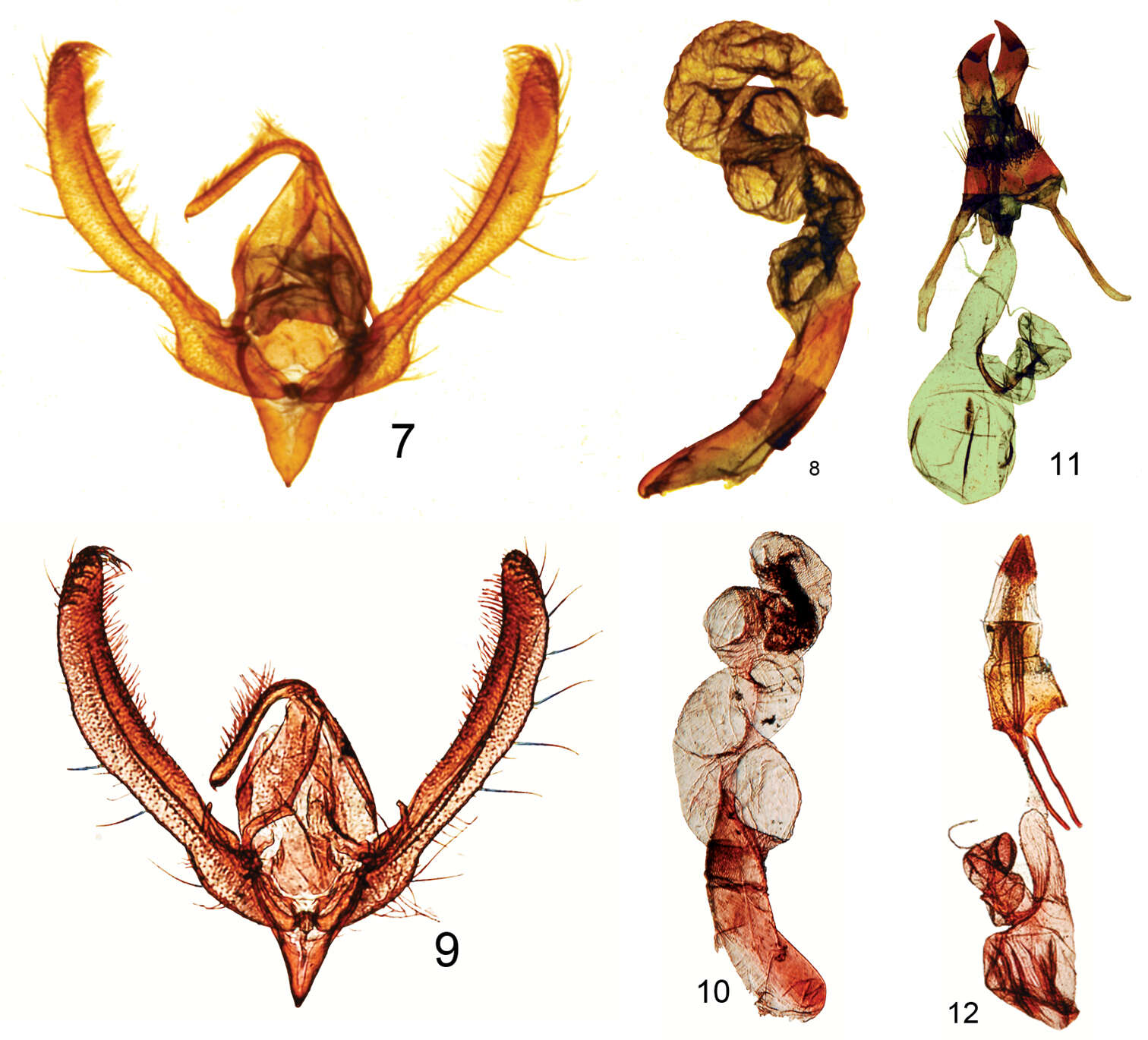 Sivun Heliothinae kuva