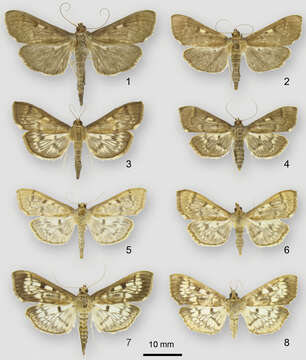 Image of Herpetogramma sphingealis Handfield & Handfield