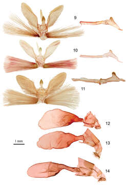 Image of Herpetogramma sphingealis Handfield & Handfield