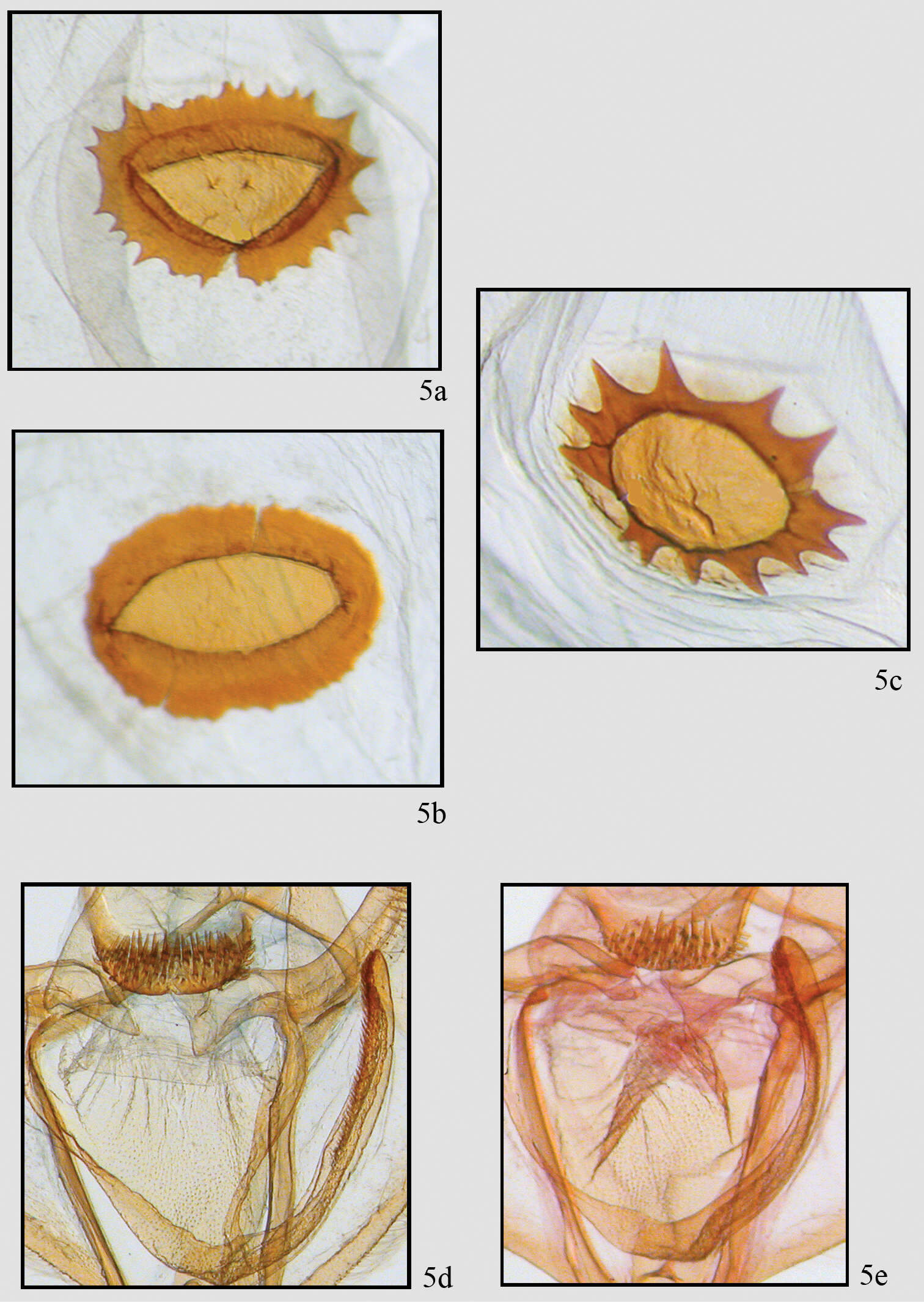 Image of Neotherina