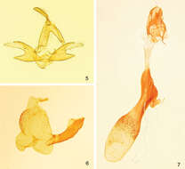 Image of Zanclognatha dentata Wagner & McCabe