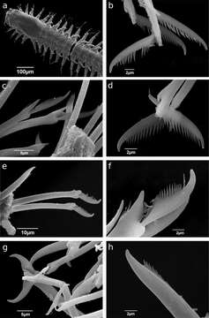 Syllidae resmi