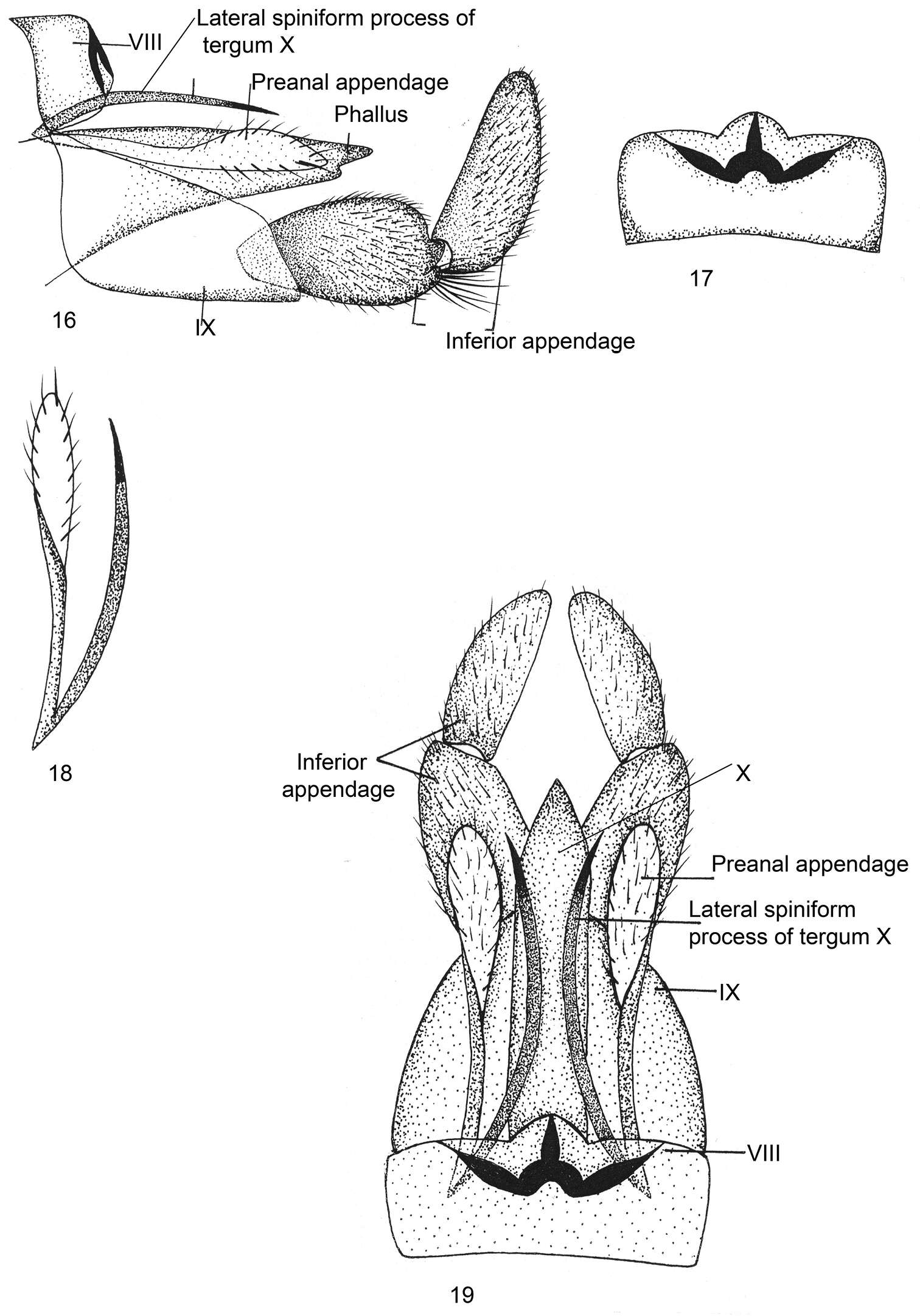 Image of Kisaura gangtokensis Pandher & Saini