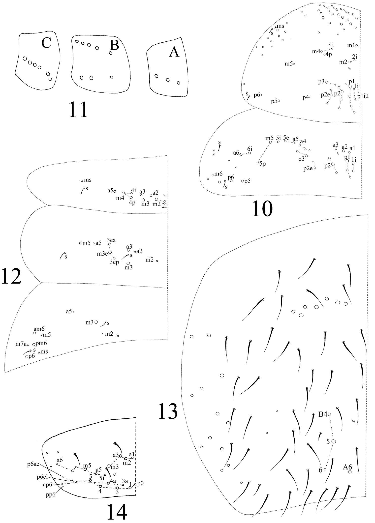 Image of Homidia jordanai Pan, Shi & Zhang 2011