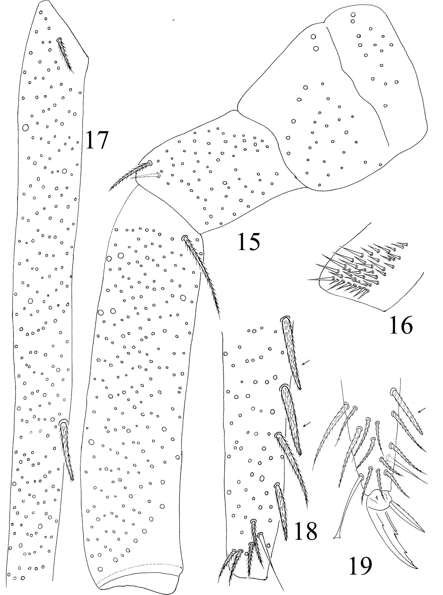 Image of Homidia jordanai Pan, Shi & Zhang 2011