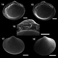 Image of Microgloma H. L. Sanders & Allen 1973