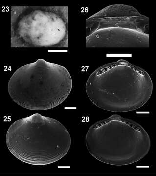 Image of Microgloma nhanduti Benaim & Absalão 2011