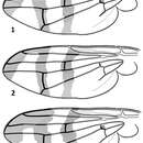 Image de Urophora merzi Mohamadzade Namin