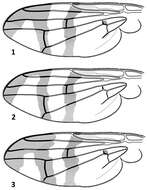 Sivun Urophora kuva