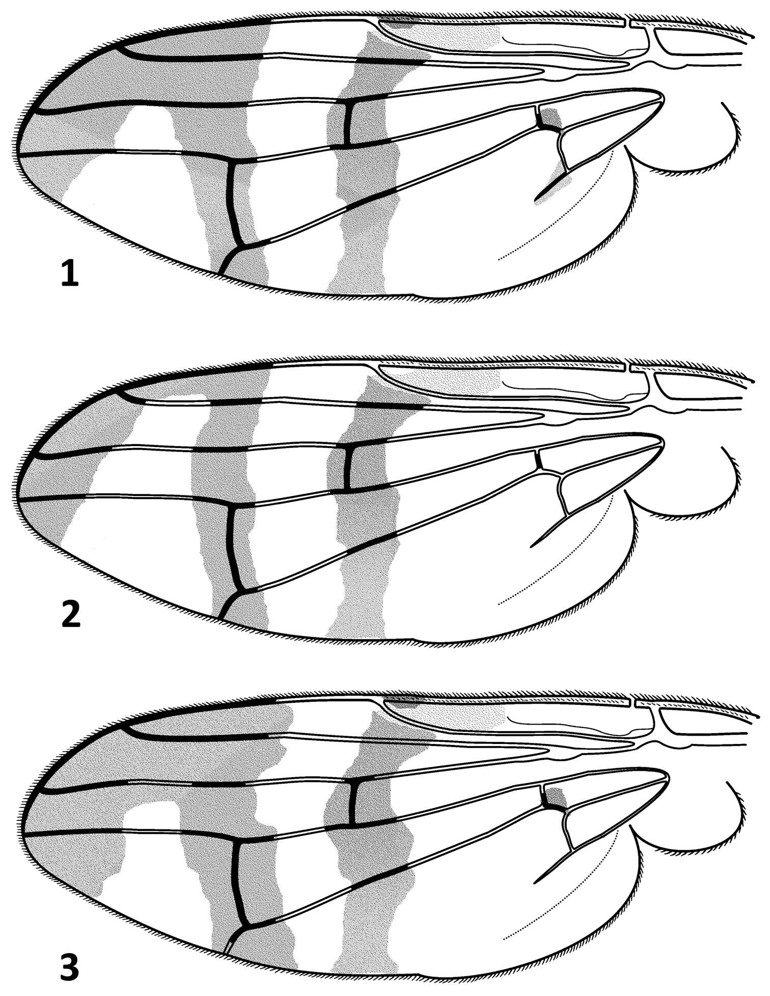 Imagem de Urophora