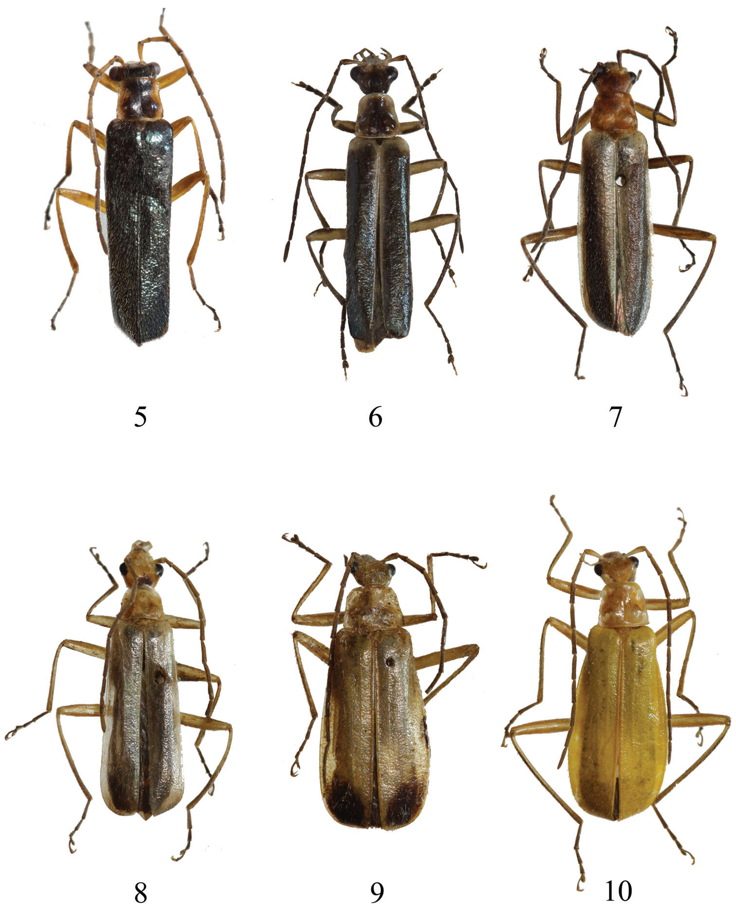 Image of <i>Fissocantharis semimetallica</i> Pic 1921