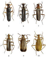 Image of <i>Fissocantharis bicolorata</i> Pic 1921