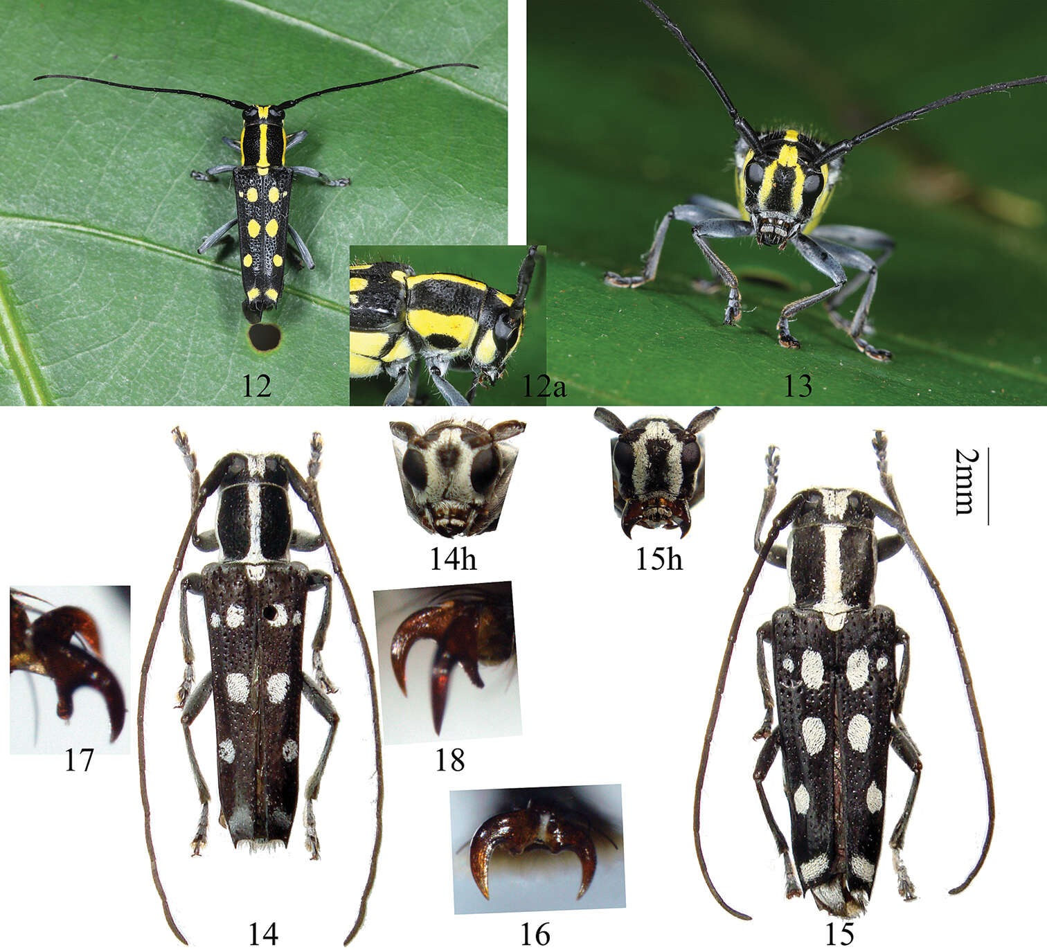 Glenea neohumerosa Lin & Yang 2011 resmi