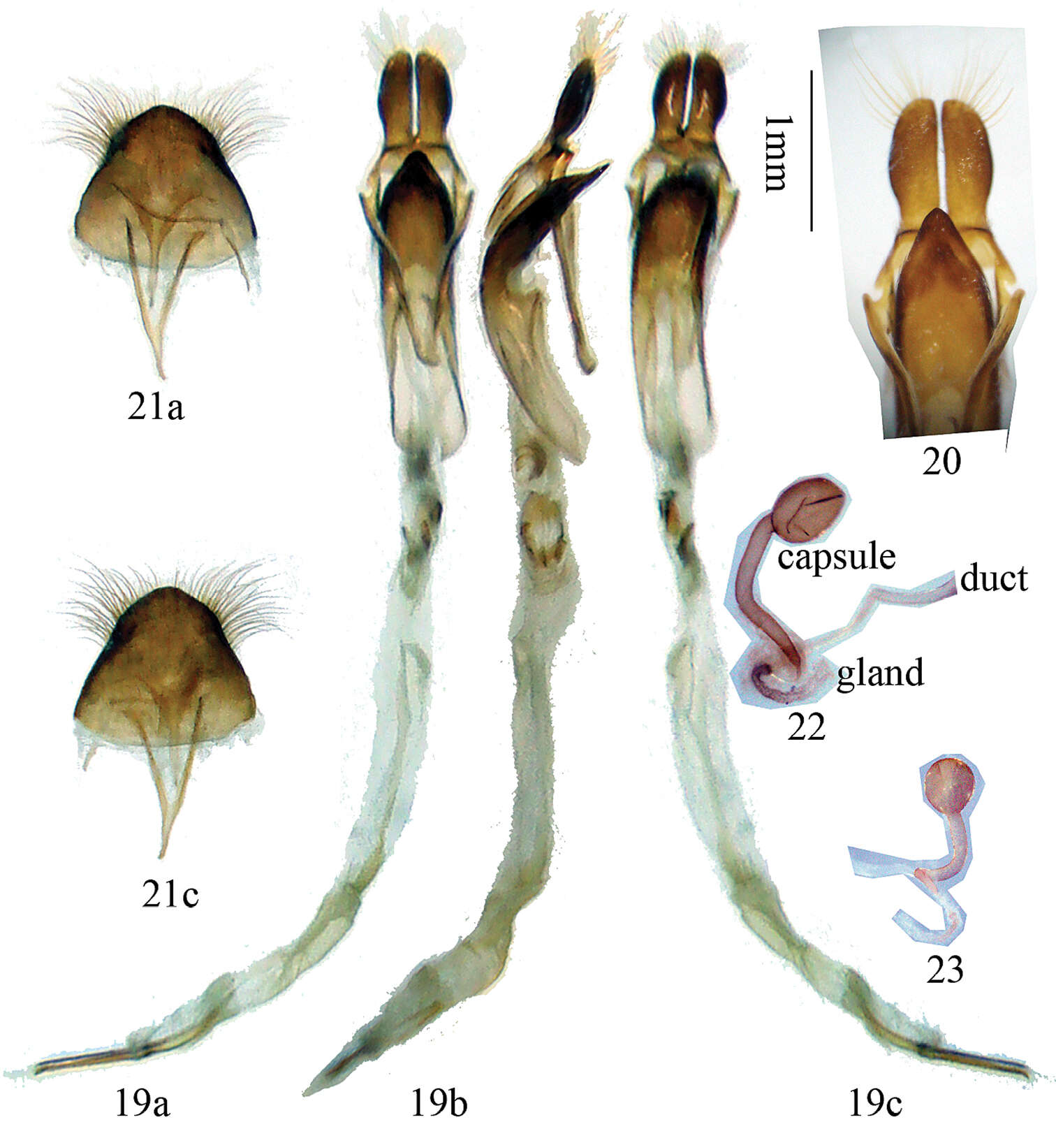 Image of Glenea neohumerosa Lin & Yang 2011