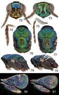 Image of Achrysocharoides serotinae Shevtsova & Hansson 2011